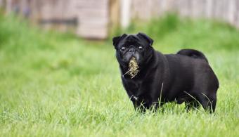 Black pug eating grass