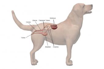 Female reproductive system