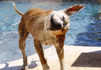 Dog shaking off water after a swim in the pool.