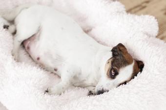 Pregnant dog resting in white bed 