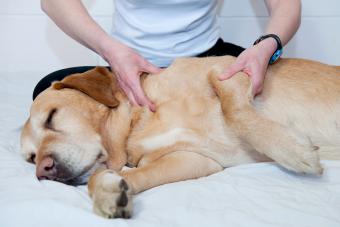 A Golden Labrador is treated with canine massage therapy by a specialist, for an injury to his shoulder