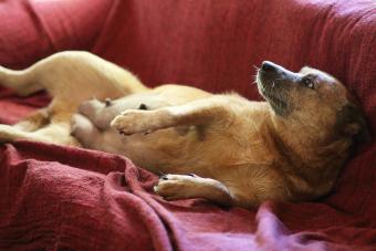 Pregnant female Australian Cattle Dog expecting