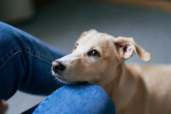 High angle view of a cute puppy sitting next to the owner legs in the living room.