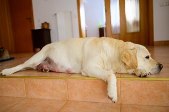 Pregnant dog resting on cool tiles.