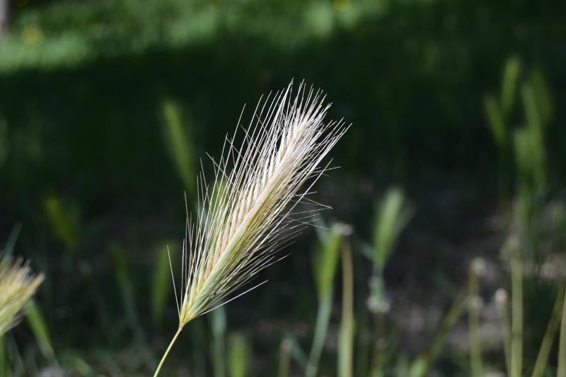 Grass Awns: A Dangerous Threat to Pets