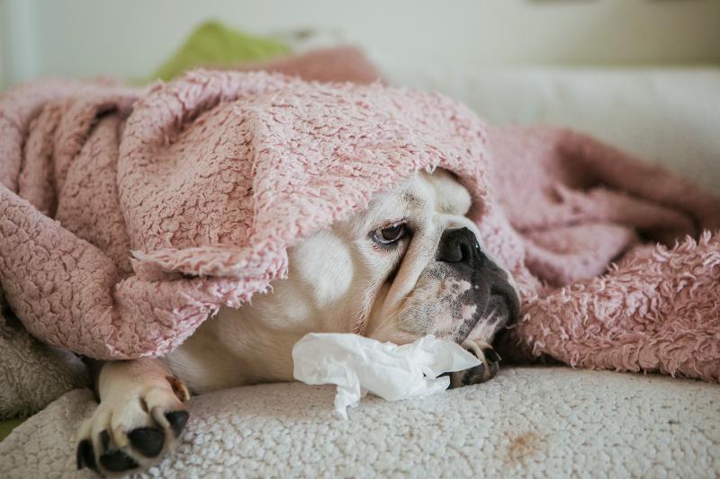 What Causes Puppy Distemper