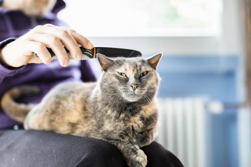 11 Cat Dandruff Remedies Say "No More" to Winter Dry Skin LoveToKnow