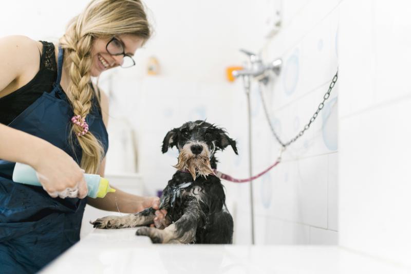 Ways to Use Rosemary to Repel Fleas on Your Dog LoveToKnow Pets