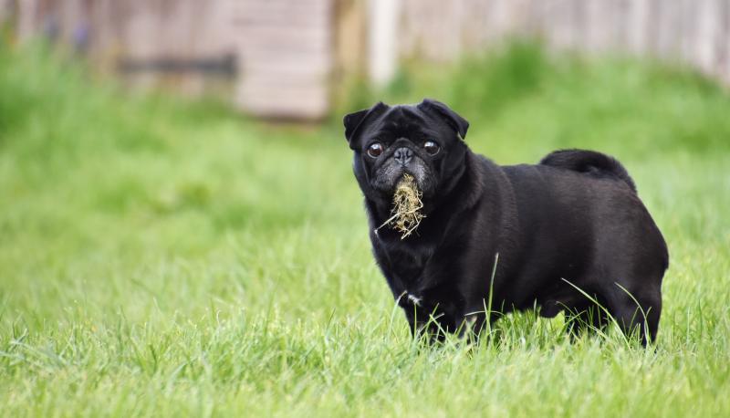 View of 4 Theories Why Dogs Eat Grass and How to Stop It | LoveToKnow Pets