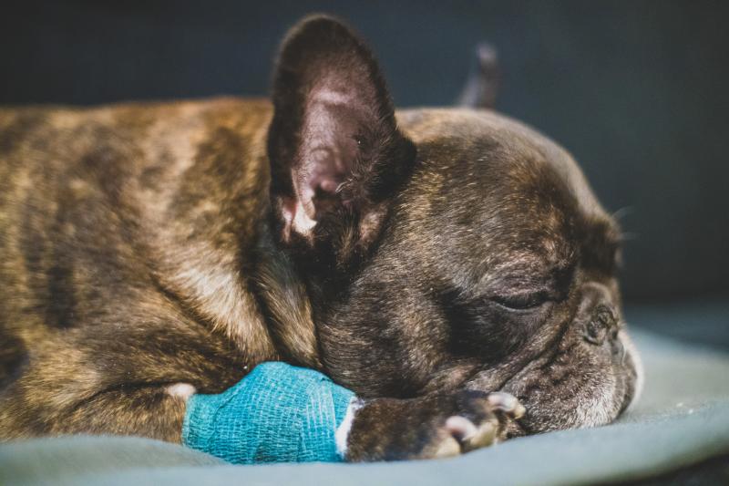 How to Bandage Your Dog the Right Way So It Stays Put LoveToKnow Pets
