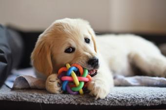 Golden retriever dog puppy playing with toy