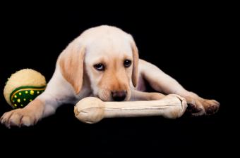 Lab pup with a bone