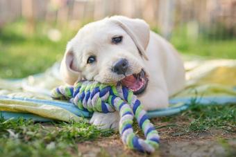 yellow lab puppy chewing on rope toy