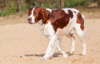 red and white Irish Setter dog