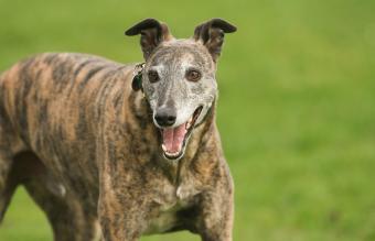 magnificent brindle coloured Greyhound