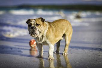 nglish Bulldog in a tropical Caribbean island beach