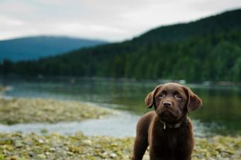 chocolate lab dog at lake