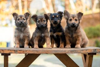 Puppies on a bench