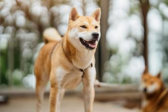 Dog standing outdoors