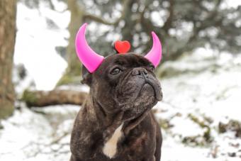 Dog with pink horns in snowy landscape