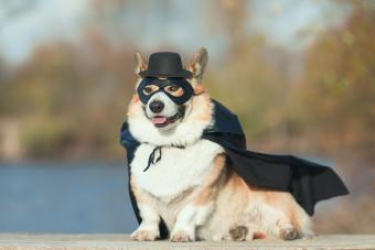 Corgi dog in a villain costume in a black mask and raincoat sitting 