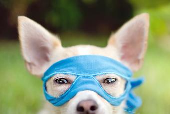 Chihuahua wearing blue mask