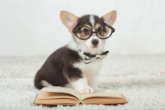 Corgi dog puppy with glasses 