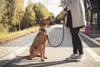 Brown Vizsla dog looking at female owner