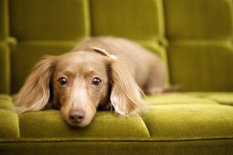 Dachshund dog on green sofa