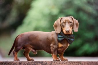 Dachshund dog wearing a bow tie