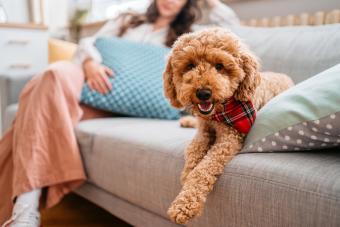 Goldendoodle sitting on couch.