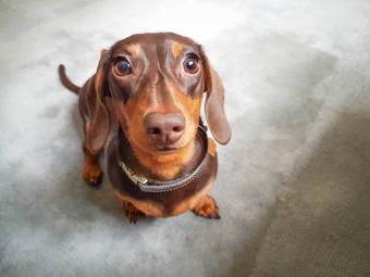 Dachshund with big, beautiful eyes.