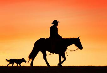 Dog at sunset.