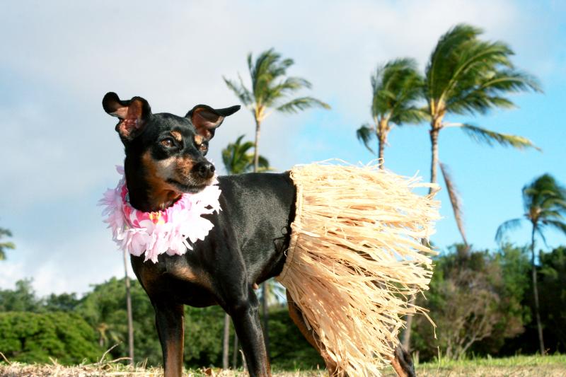 167 Hawaiian Dog Names With Aloha Spirit LoveToKnow Pets