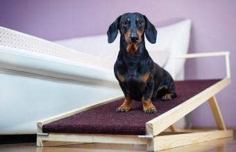 Dog sits on a home ramp