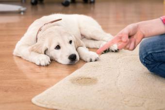 dog pee on carpet