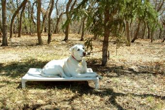 Kuranda Dog Bed