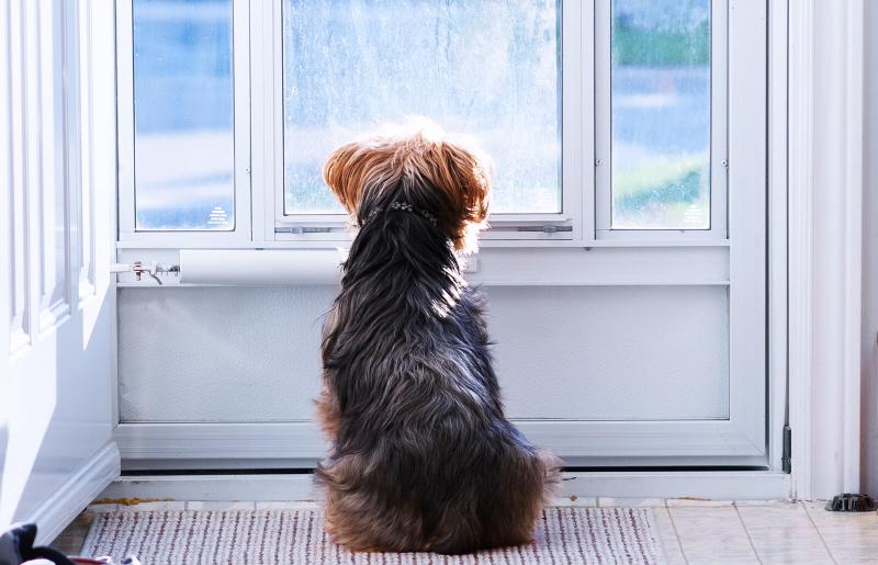 door net for dogs