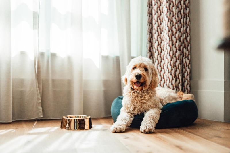 Best Flooring for Pets (and Which Types to Avoid) LoveToKnow Pets