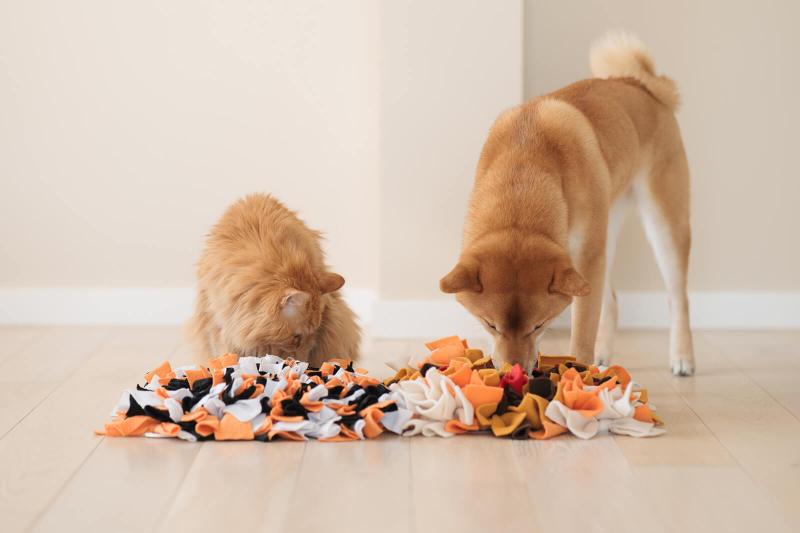 Top 5 Best Dog Toys for Boredom LoveToKnow Pets