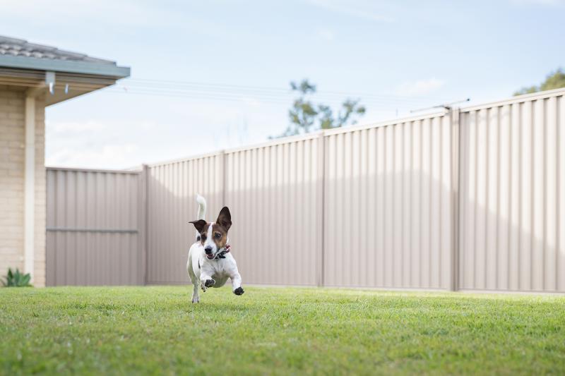 24 Backyard Dog Run Ideas to Create a DogFriendly Oasis LoveToKnow Pets