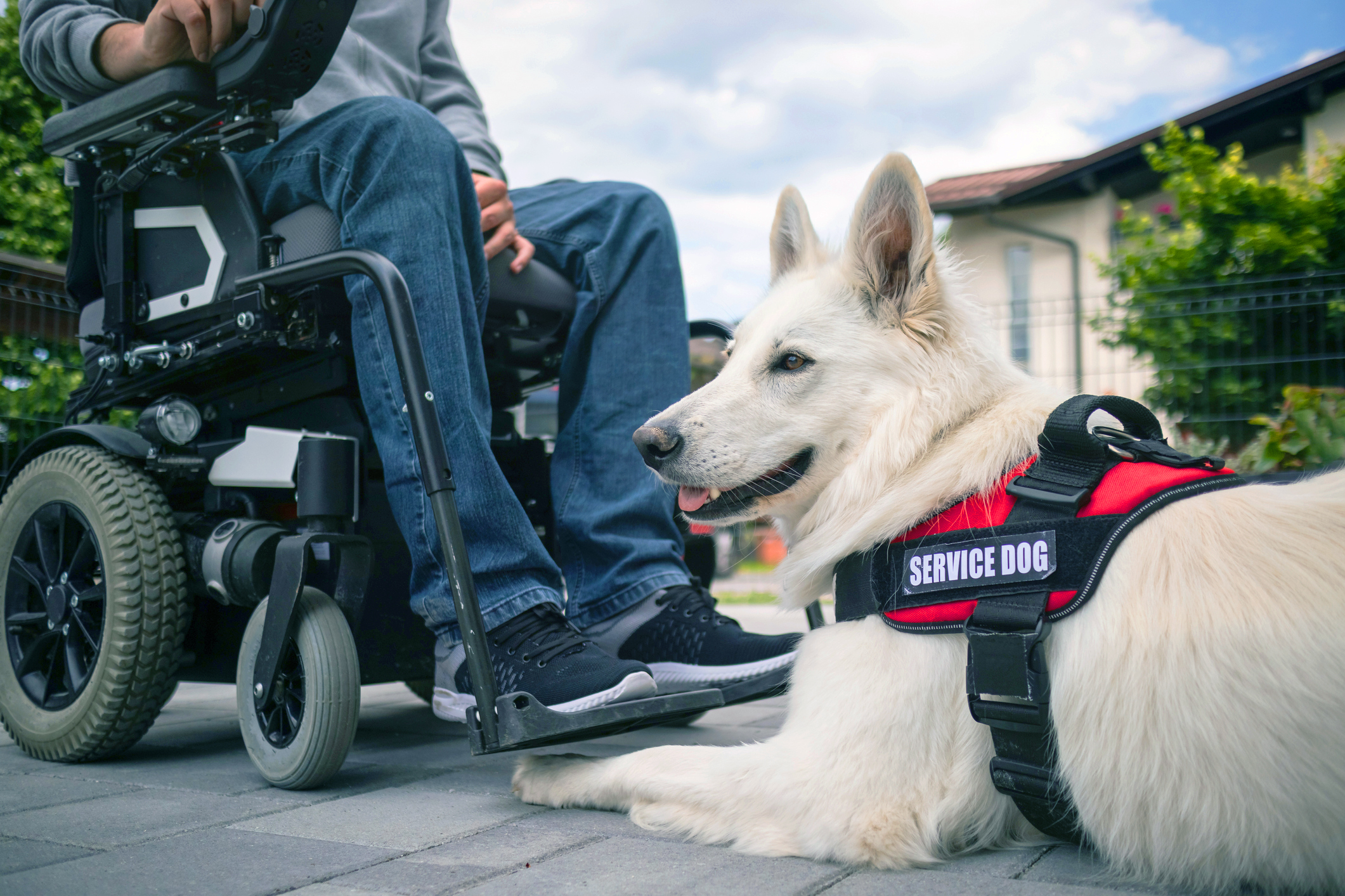 How Do You Get Your Dog Certified As A Service Dog