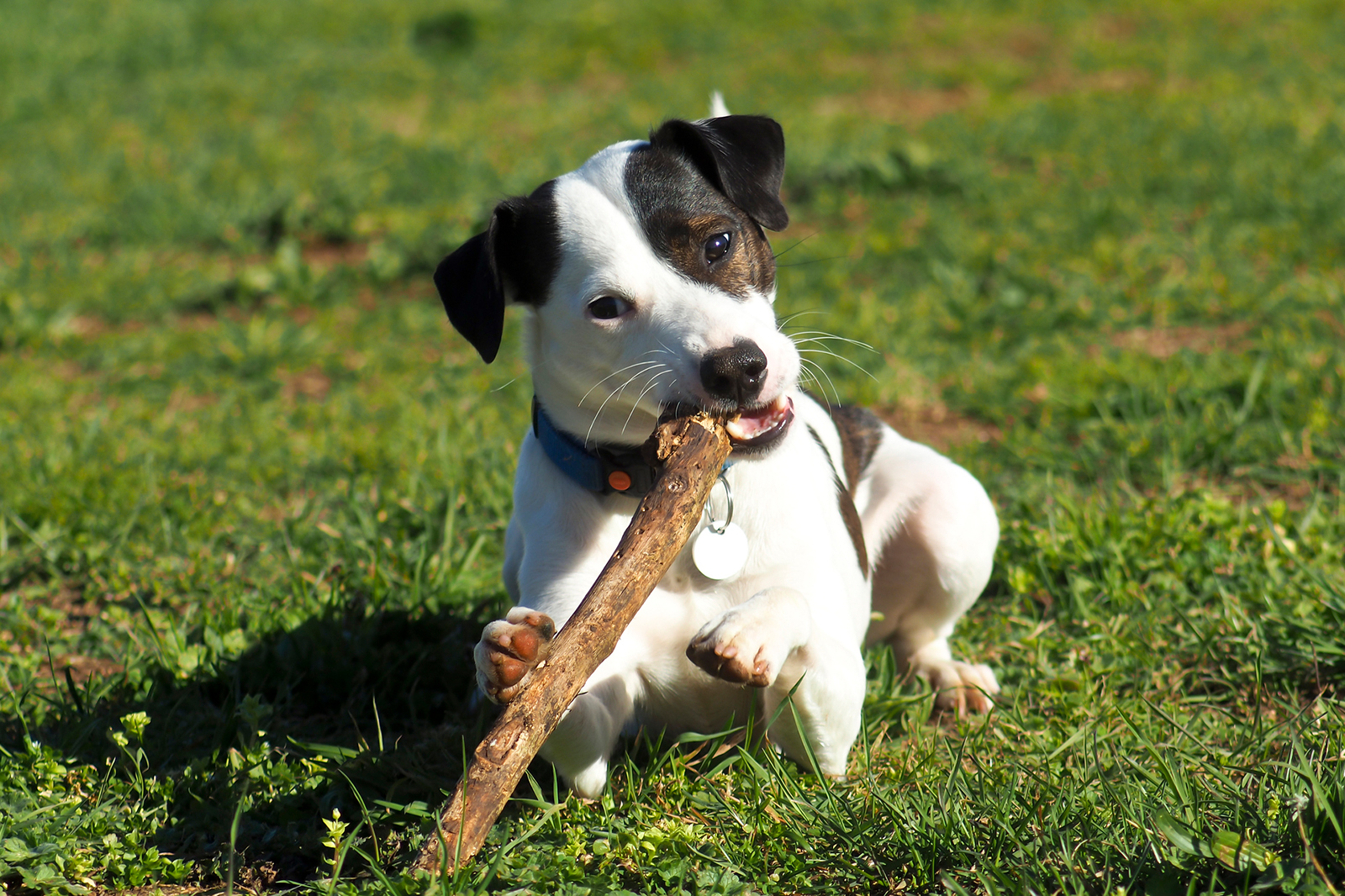 How To Make Dogs Stop Chewing On Wood