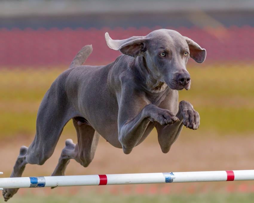 11 Hardest Dogs to Train That Need Your Love and Patience LoveToKnow Pets