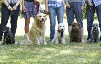 Group Of Dogs With Owners