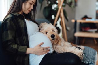 Pregnant Woman Relaxing At Home With Dog