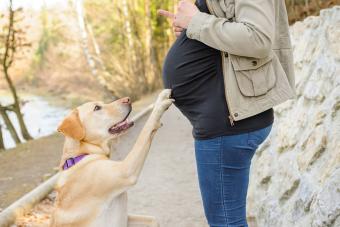 Dog with his paw on pregnant belly