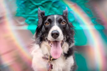 Border Collie with rainbows