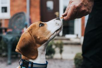 puppy being rewarded for good behavior