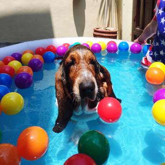 Basset Hound In Swimming Pool 